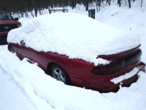 Firebird in Snow